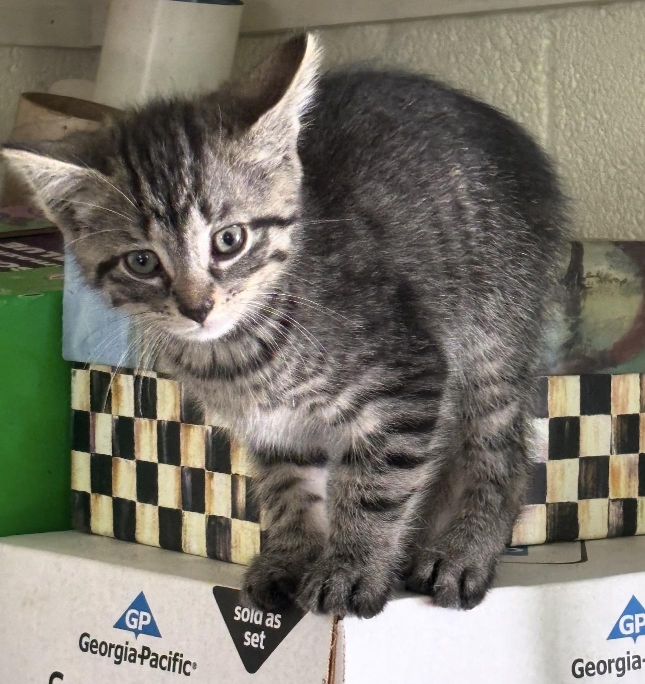 Enlarge Buck , a ADOPTABLE Domestic Short Hair in Fredericksburg, VA image 1/2