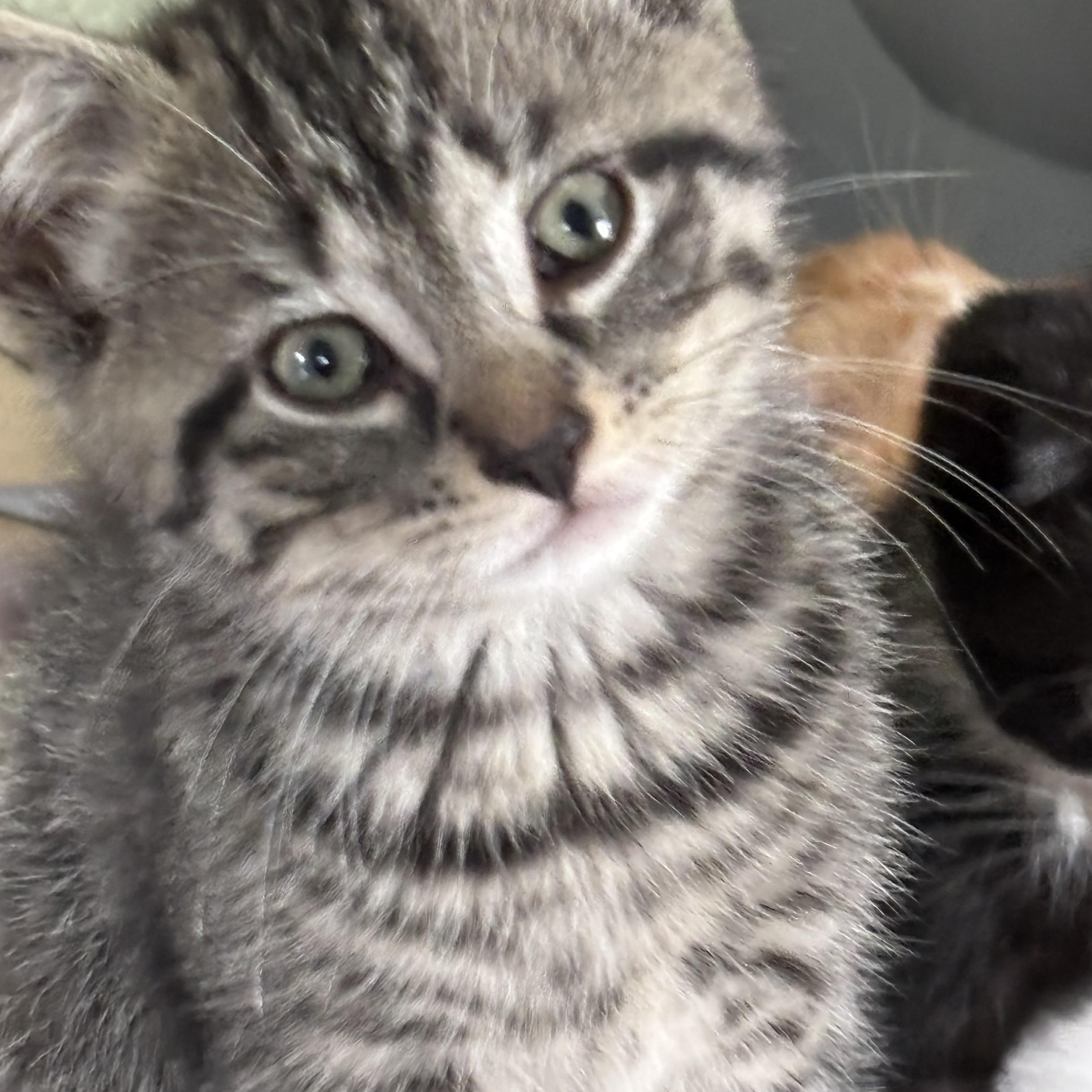 Enlarge Buck , a ADOPTABLE Domestic Short Hair in Fredericksburg, VA image 2/2