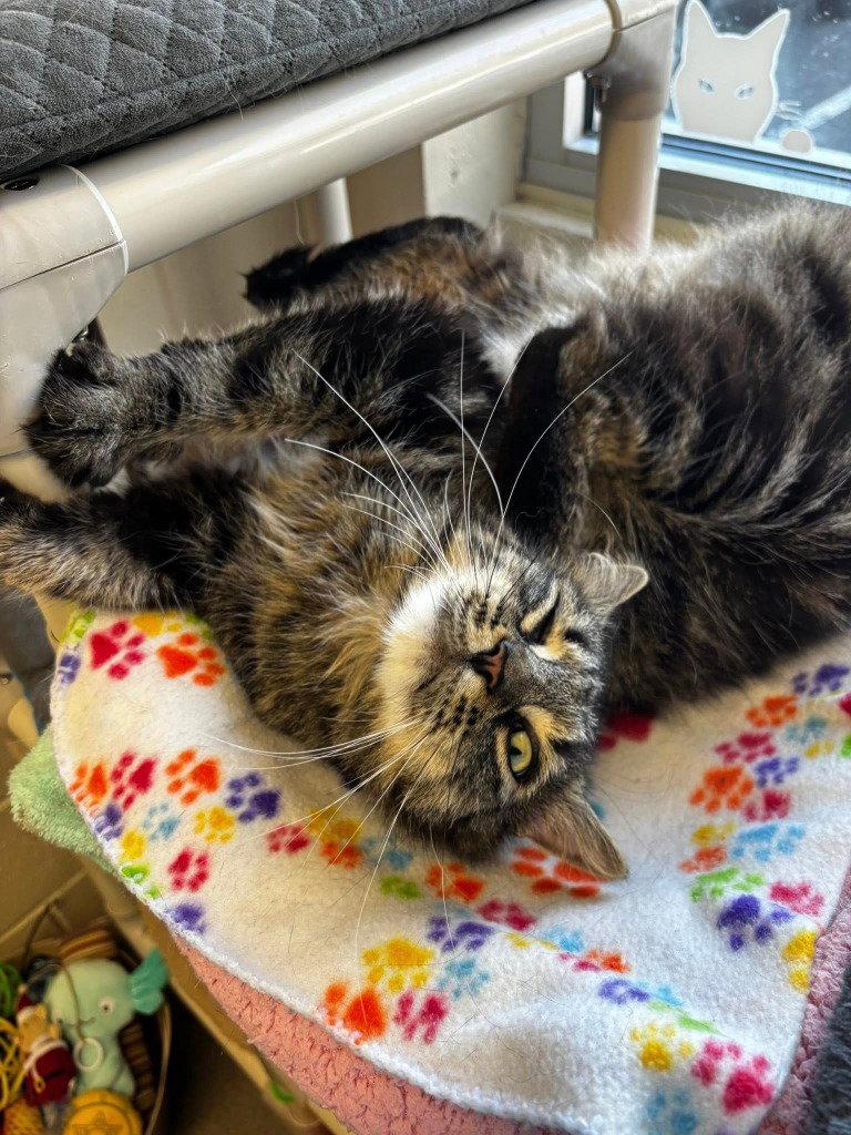 Enlarge Wyatt, a Adoptable Domestic Short Hair in Sayreville, NJ image 2/3