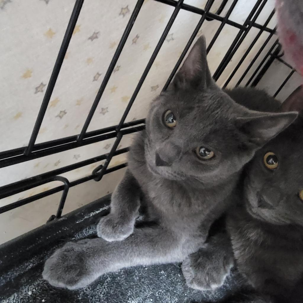 Faith, a Adoptable Domestic Short Hair in Monroe, MI image 1/3