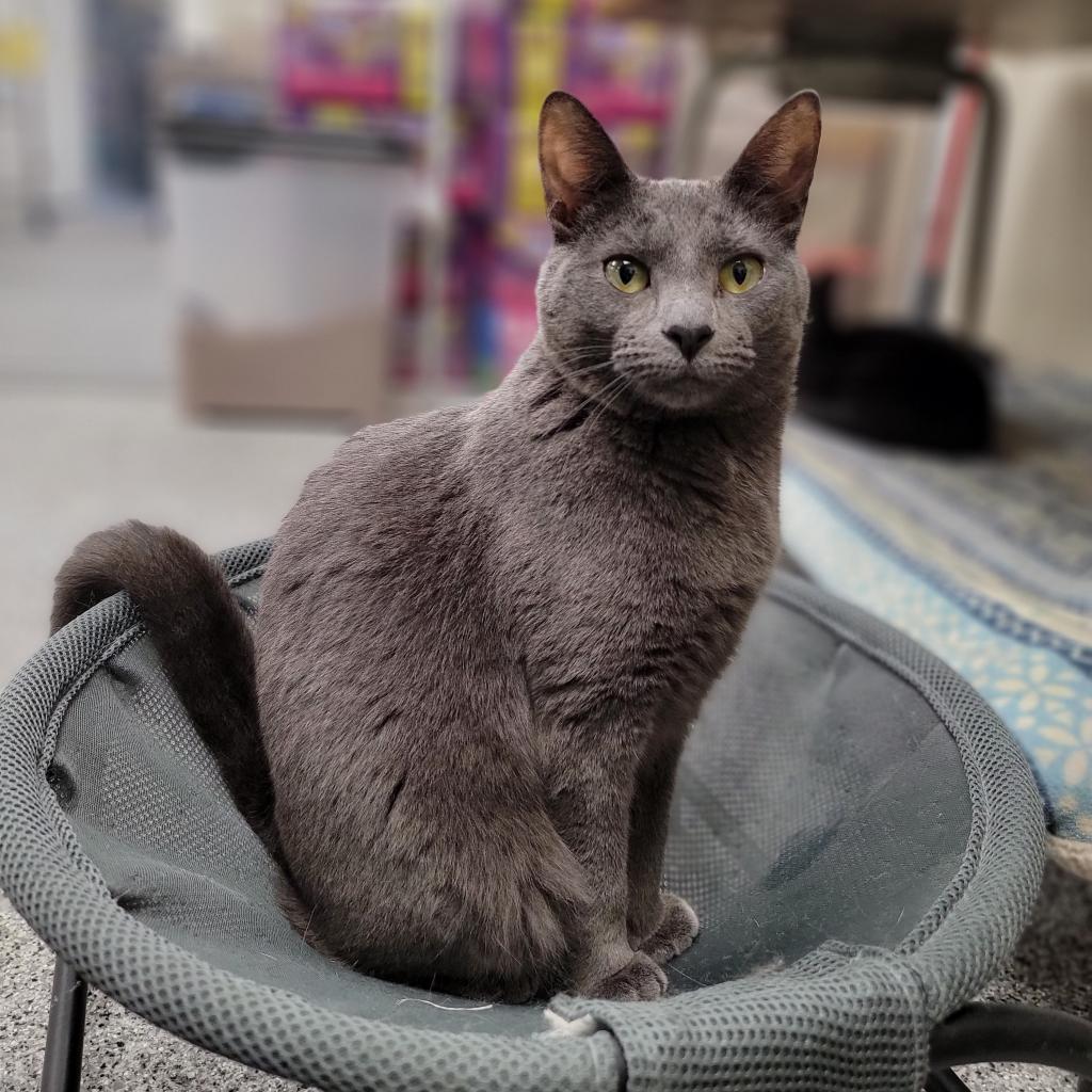 Faith, a Adoptable Domestic Short Hair in Monroe, MI image 2/3