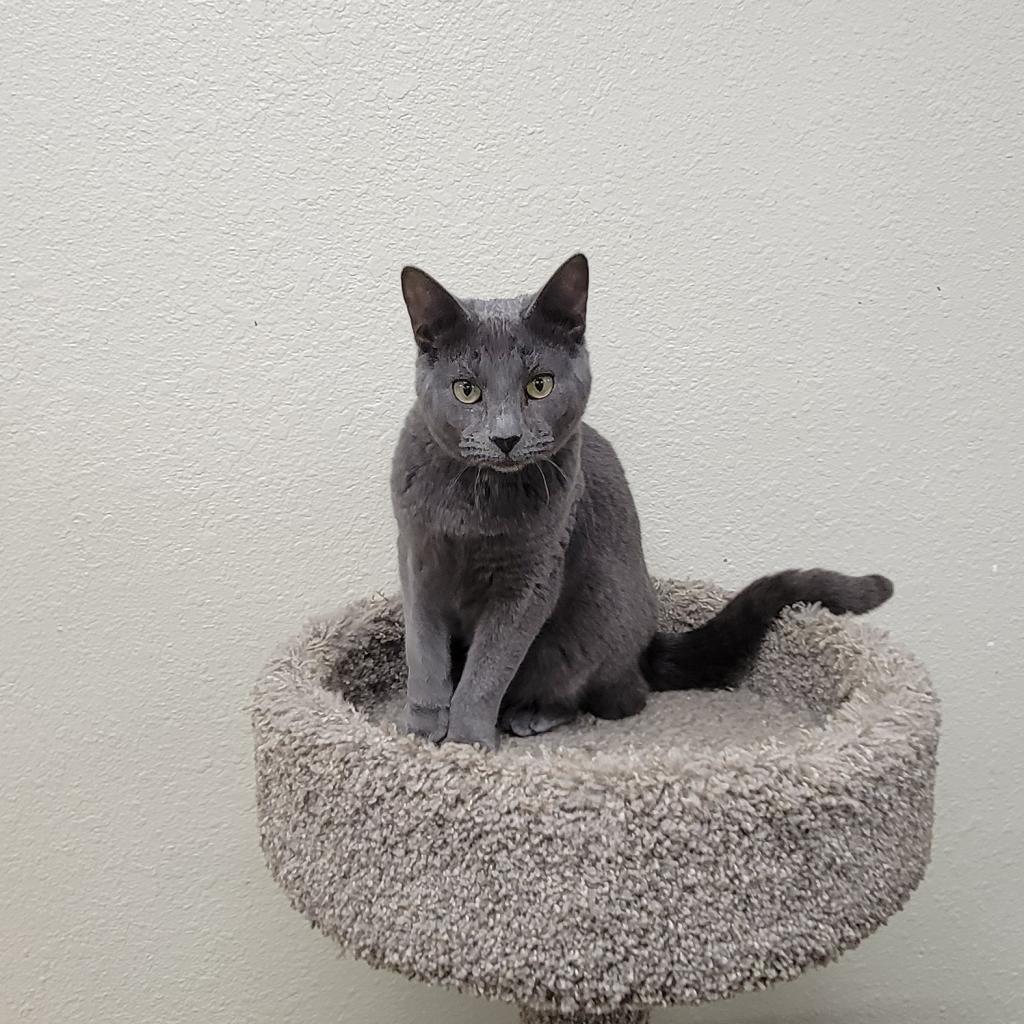 Faith, a Adoptable Domestic Short Hair in Monroe, MI image 3/3