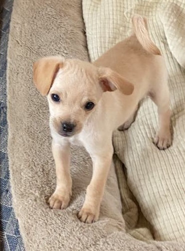 Portia, an adopted Chihuahua & Pug Mix in Gualala, CA_image-1