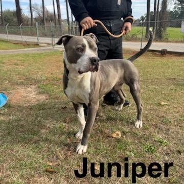 Enlarge Juniper, a Adoptable mixed breed in Palestine, TX image 1/3