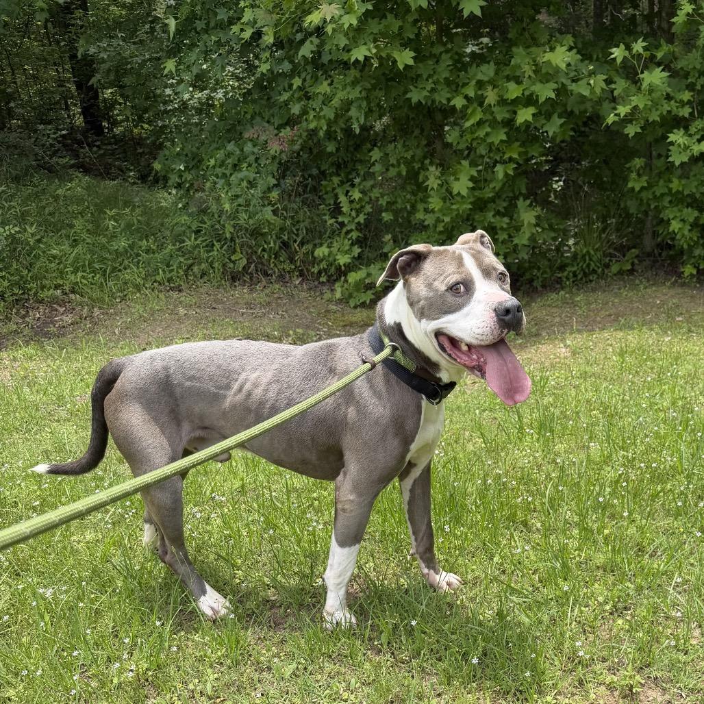 Enlarge Juniper, a Adoptable mixed breed in Palestine, TX image 3/4