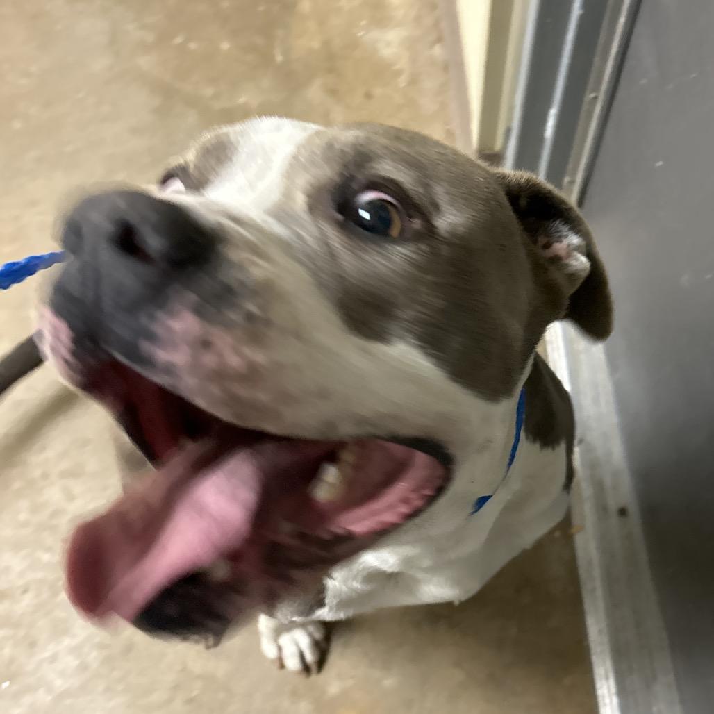 Juniper, Adoptable, Adult Male Pit Bull Terrier.