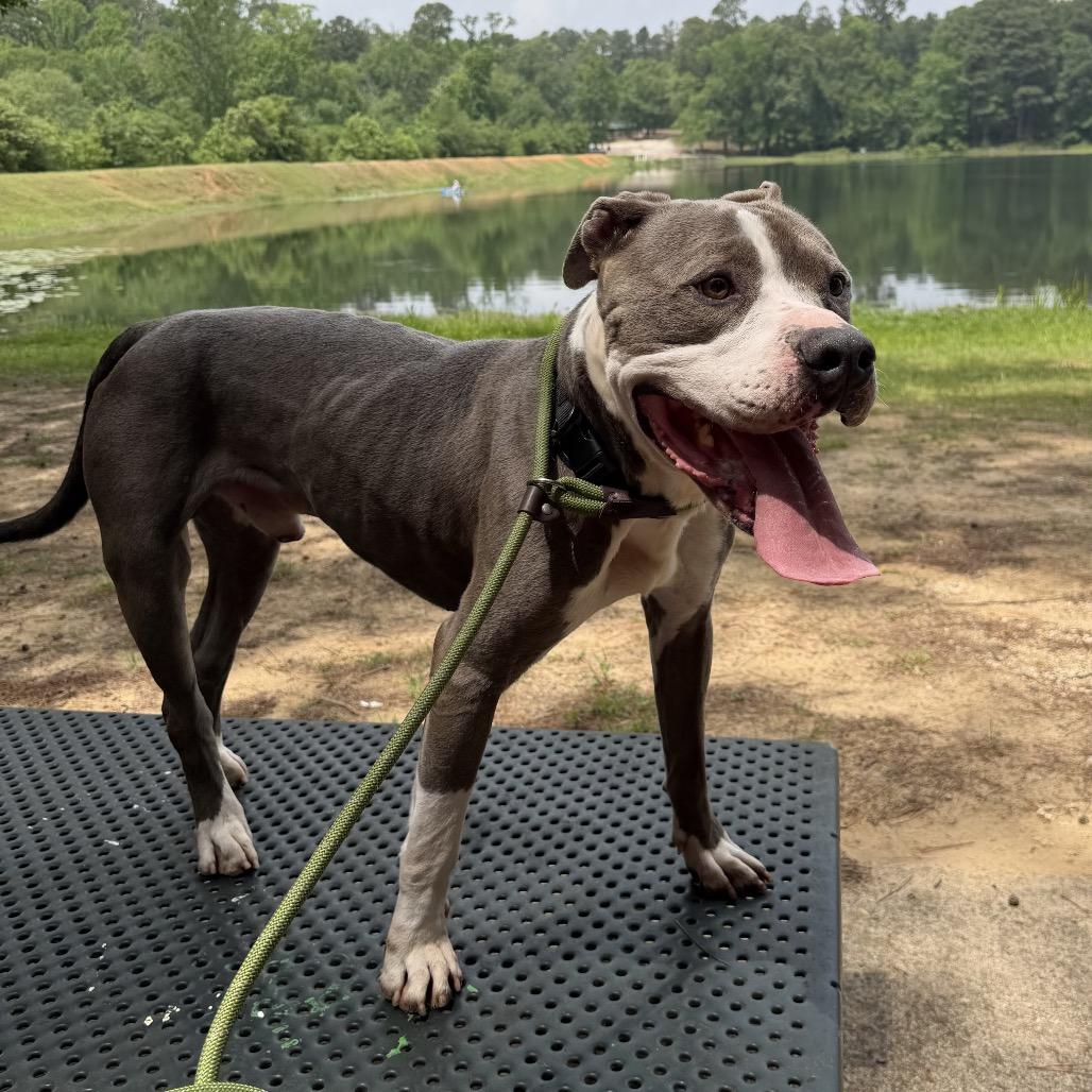 Enlarge Juniper, a Adoptable mixed breed in Palestine, TX image 4/4