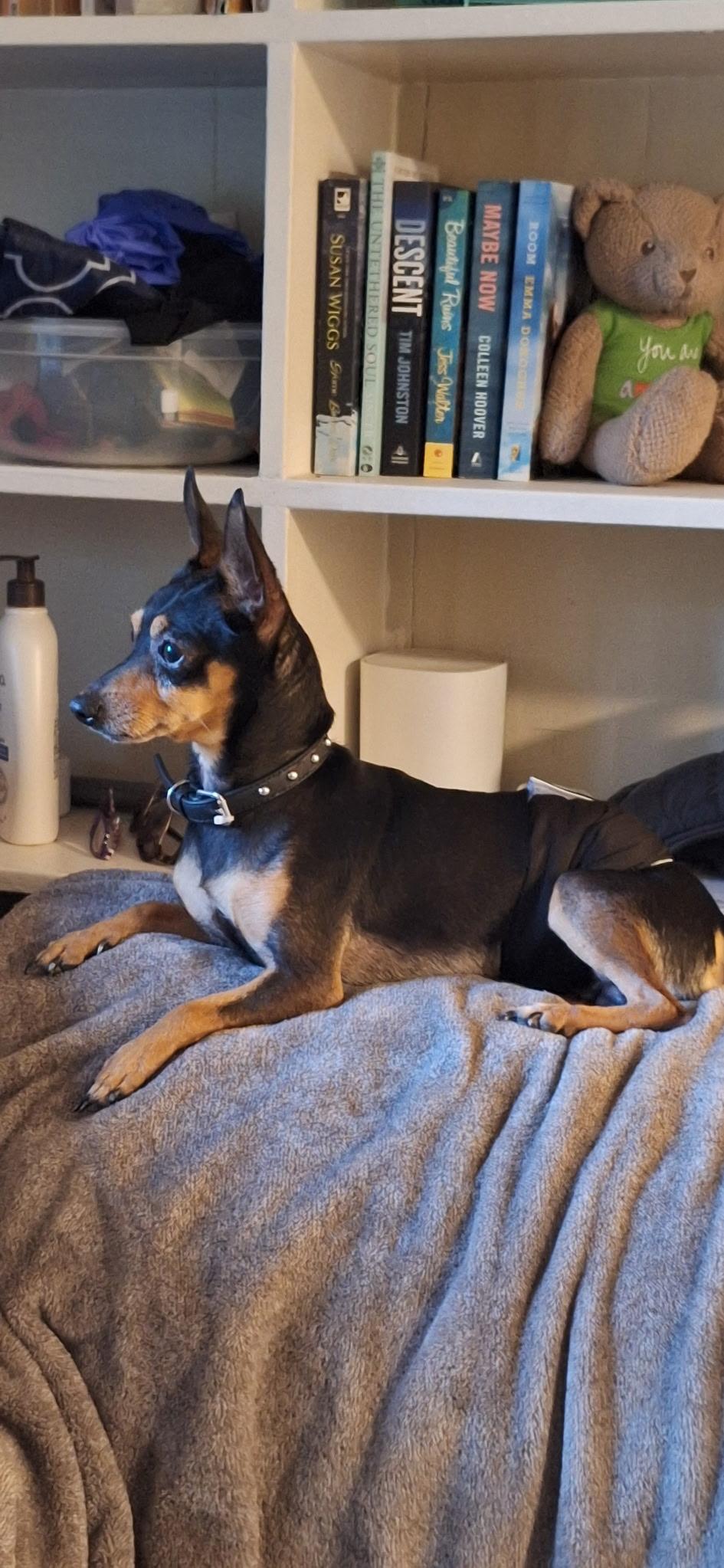 Little Guy, an adopted Miniature Pinscher in Mobile, AL image 2/5