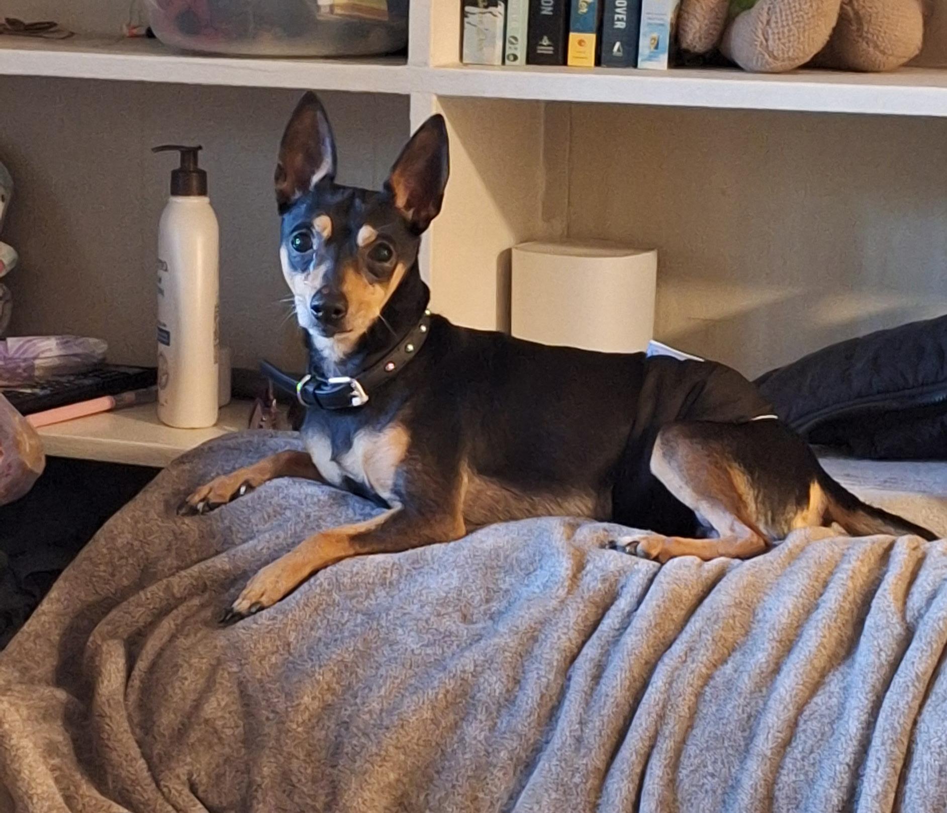 Little Guy, adopted, Young Male Miniature Pinscher.