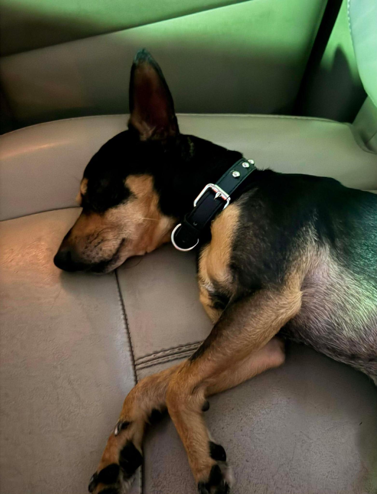 Little Guy, an adopted Miniature Pinscher in Mobile, AL image 5/5