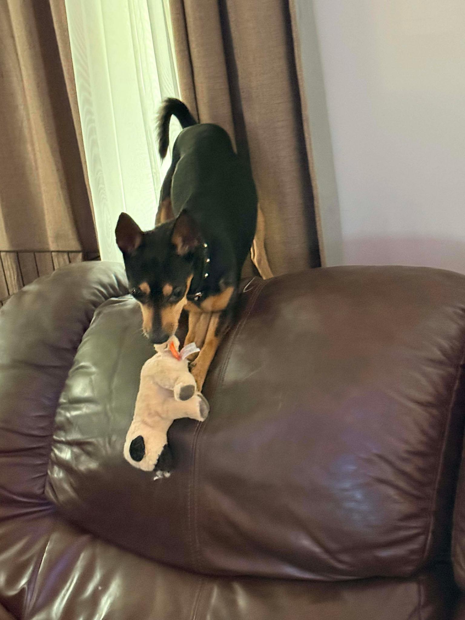 Little Guy, an adopted Miniature Pinscher in Mobile, AL image 4/5