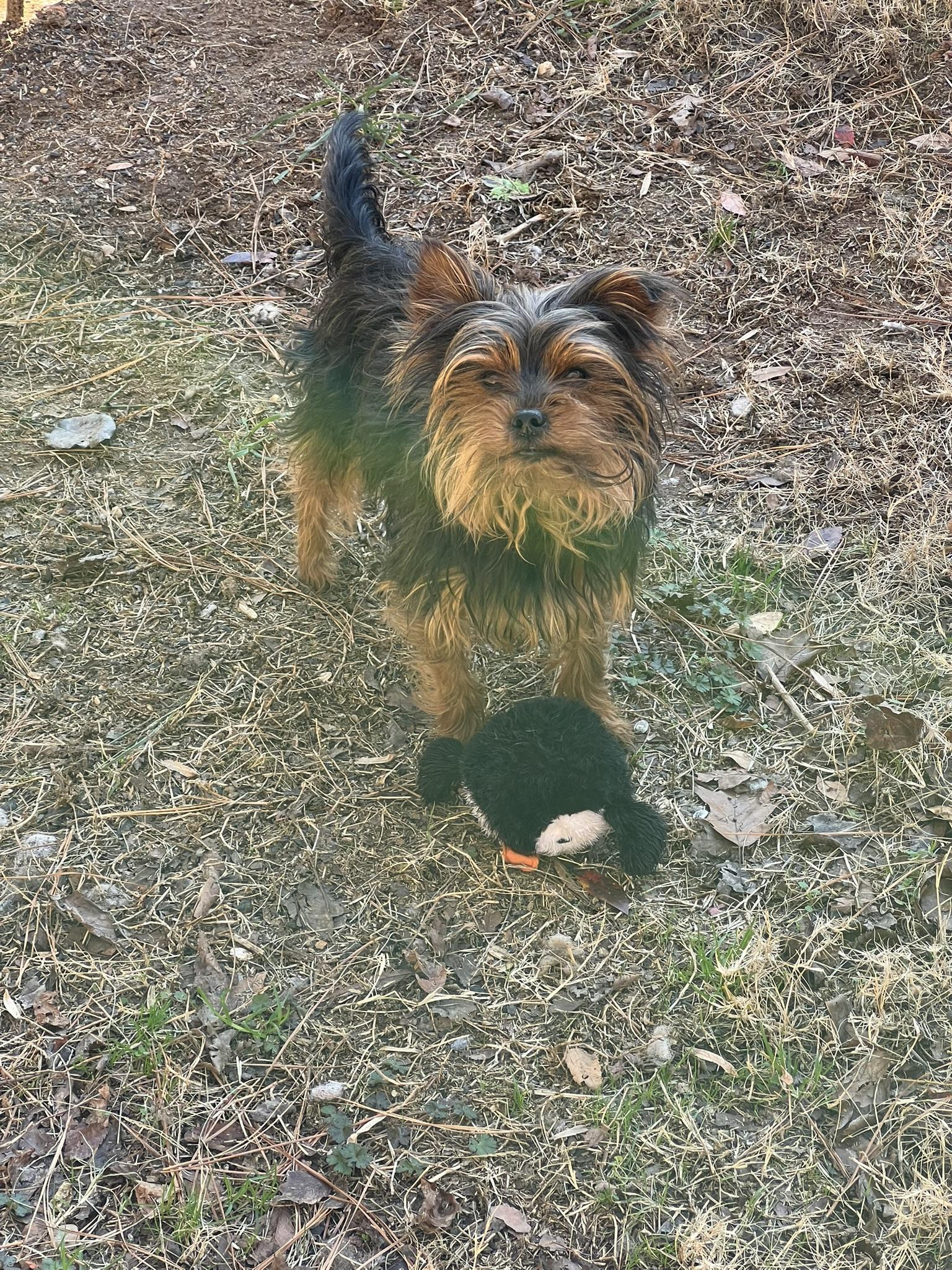 Enlarge Sir Bentley Fitzsimmons, a Adoptable Yorkshire Terrier in Woodstock, GA image 1/5
