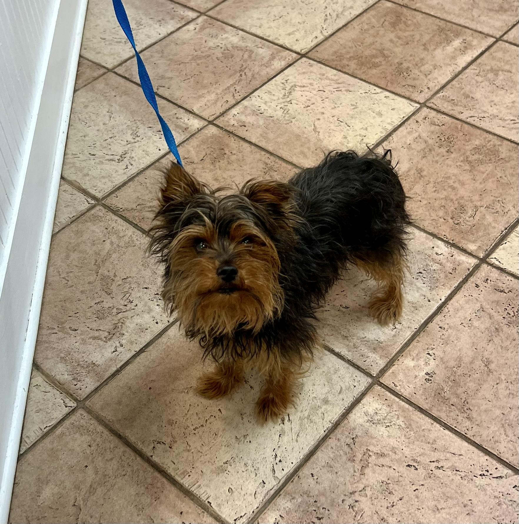 Enlarge Sir Bentley Fitzsimmons, a Adoptable Yorkshire Terrier in Woodstock, GA image 2/5
