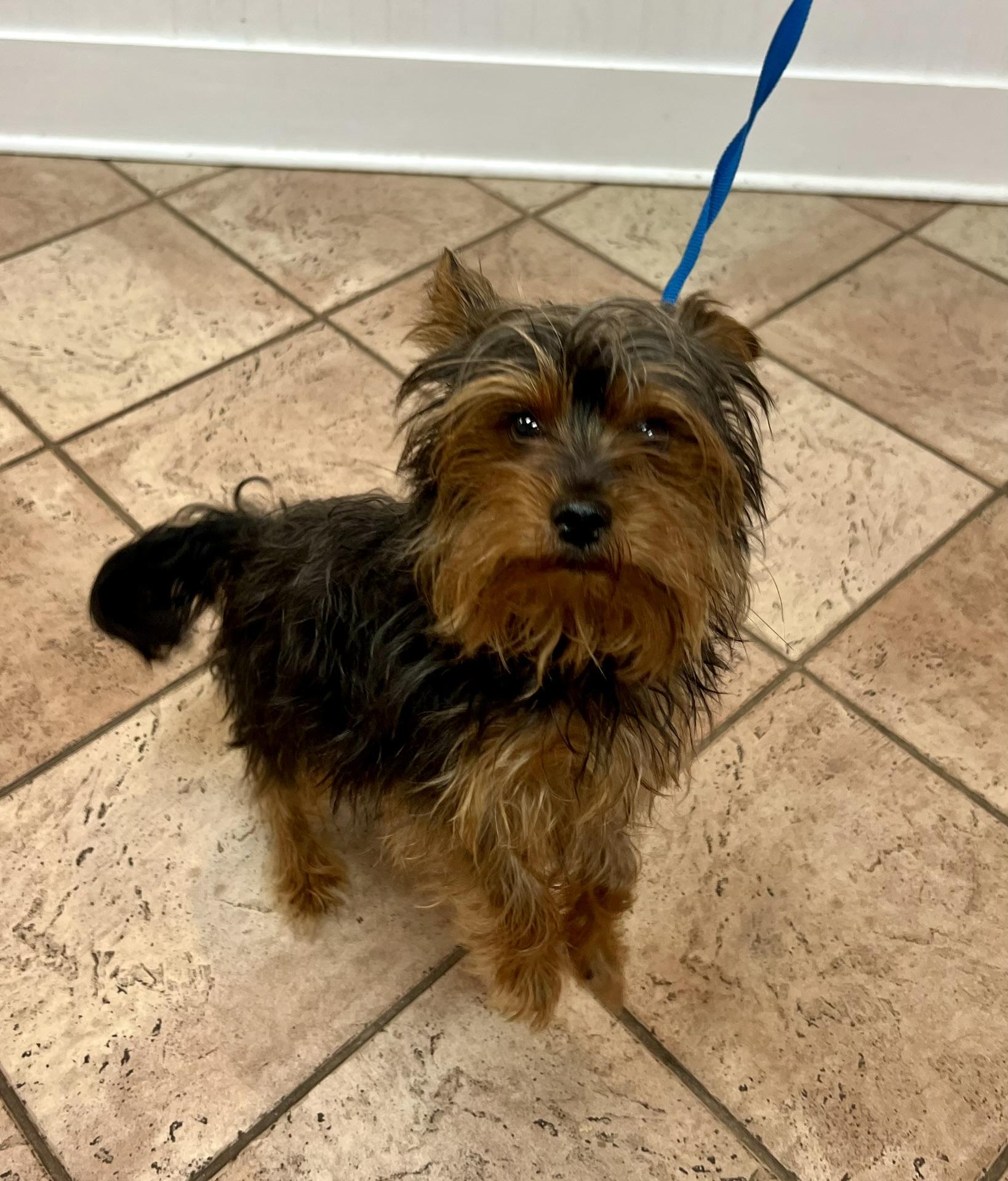 Enlarge Sir Bentley Fitzsimmons, a Adoptable Yorkshire Terrier in Woodstock, GA image 3/5