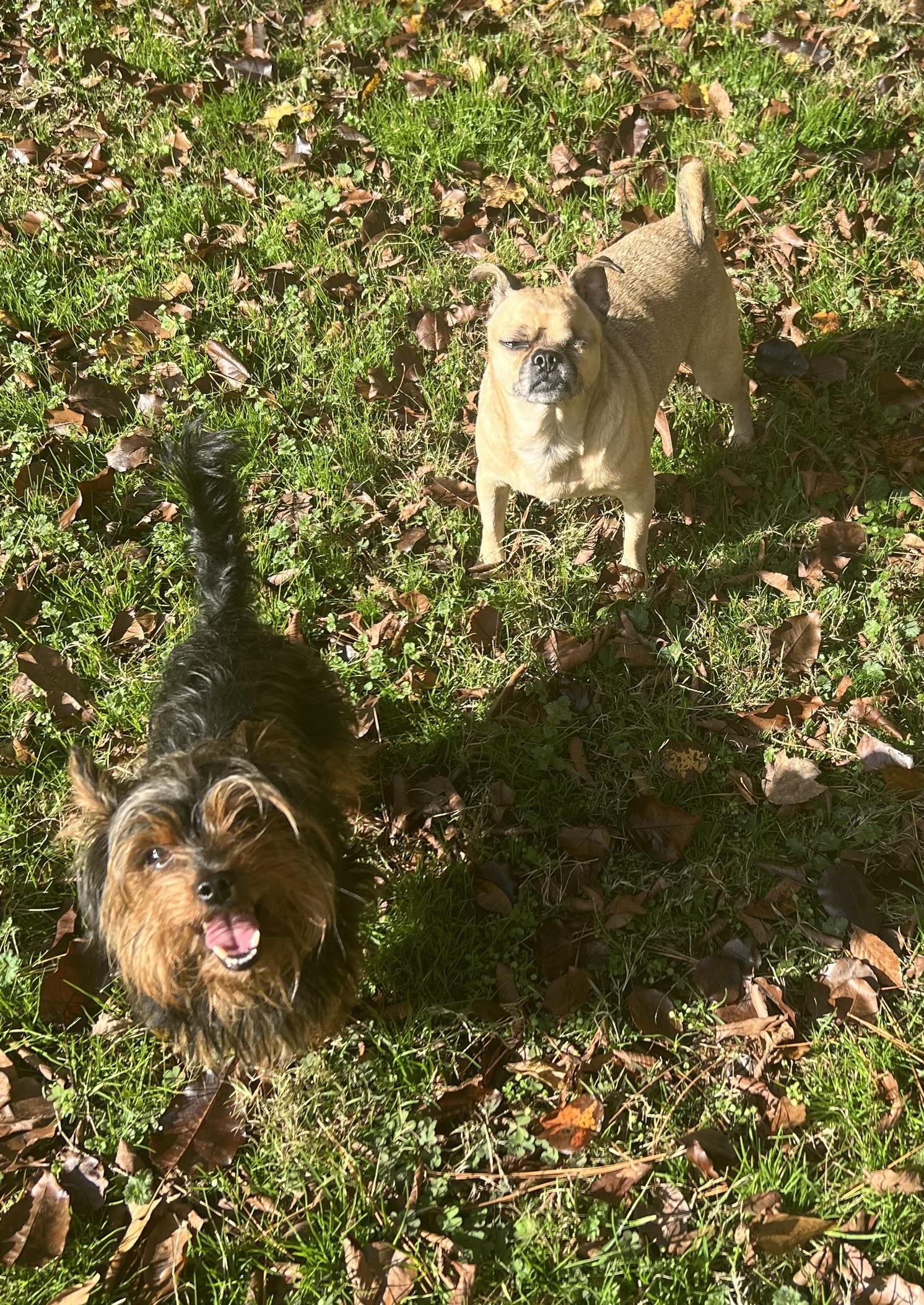 Enlarge Sir Bentley Fitzsimmons, a Adoptable Yorkshire Terrier in Woodstock, GA image 4/5