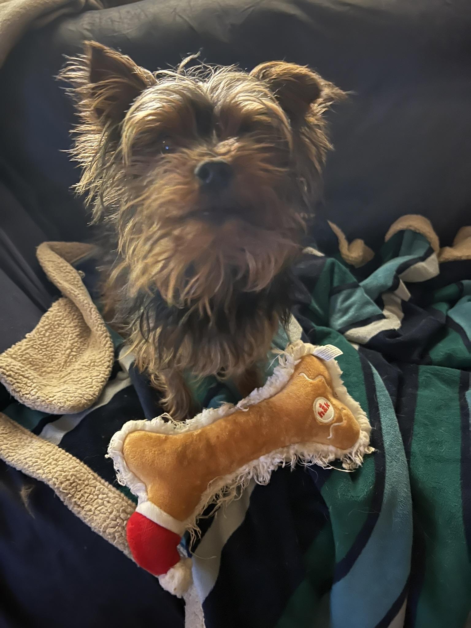 Enlarge Sir Bentley Fitzsimmons, a Adoptable Yorkshire Terrier in Woodstock, GA image 5/5