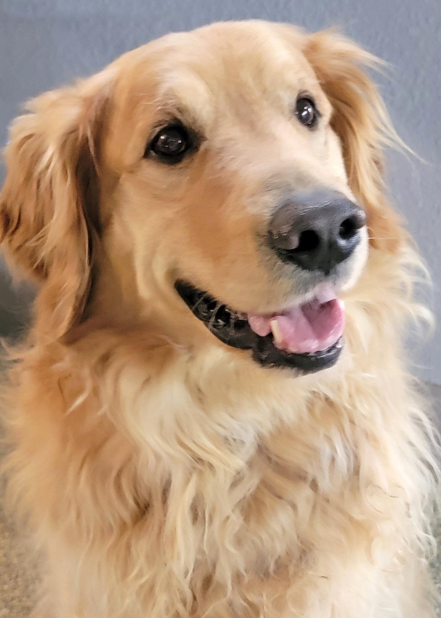 Mimo/Milo, Adopted, Adult Male Golden Retriever.