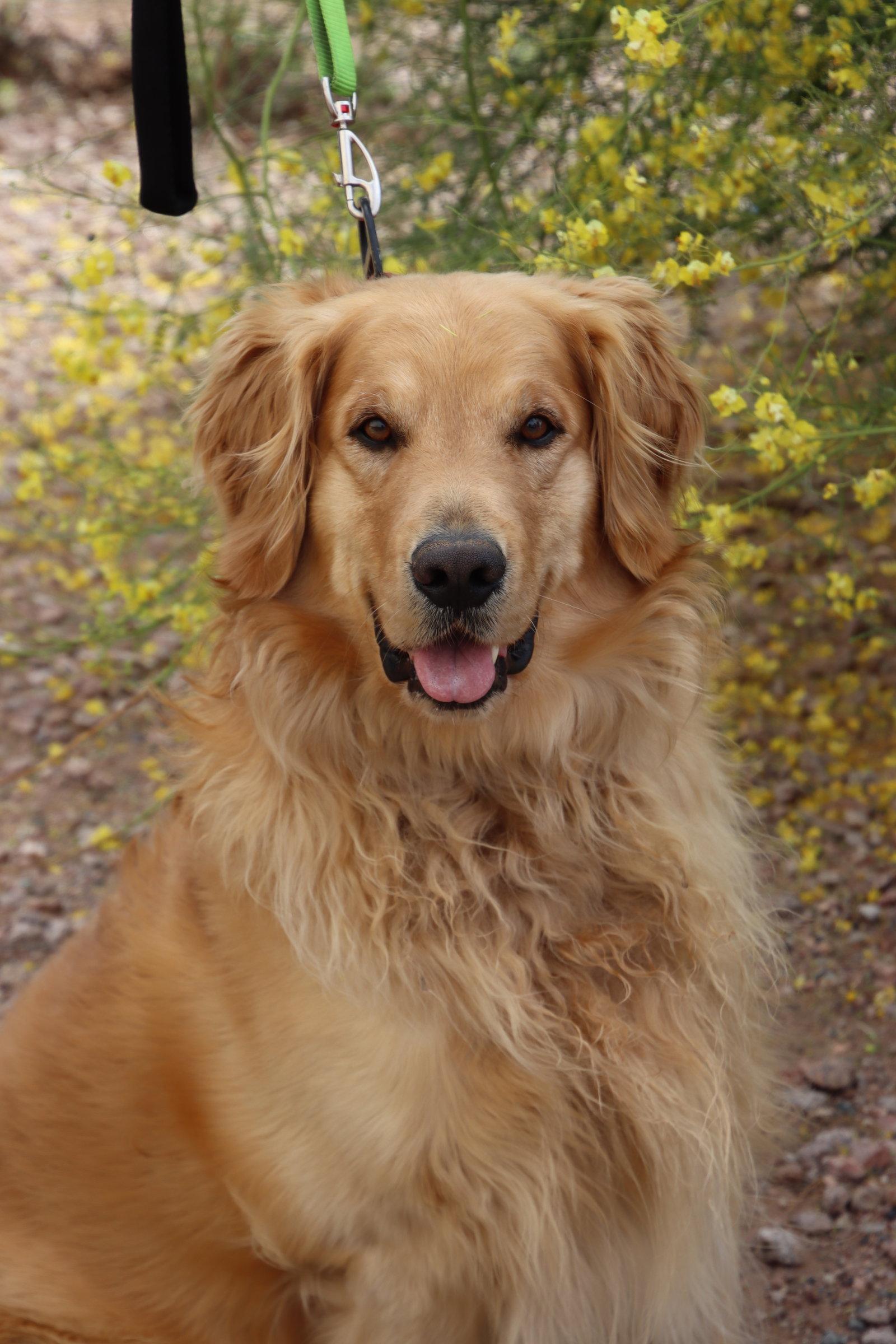 Mimo/Milo, a Adopted Golden Retriever in Glendale, AZ image 2/3