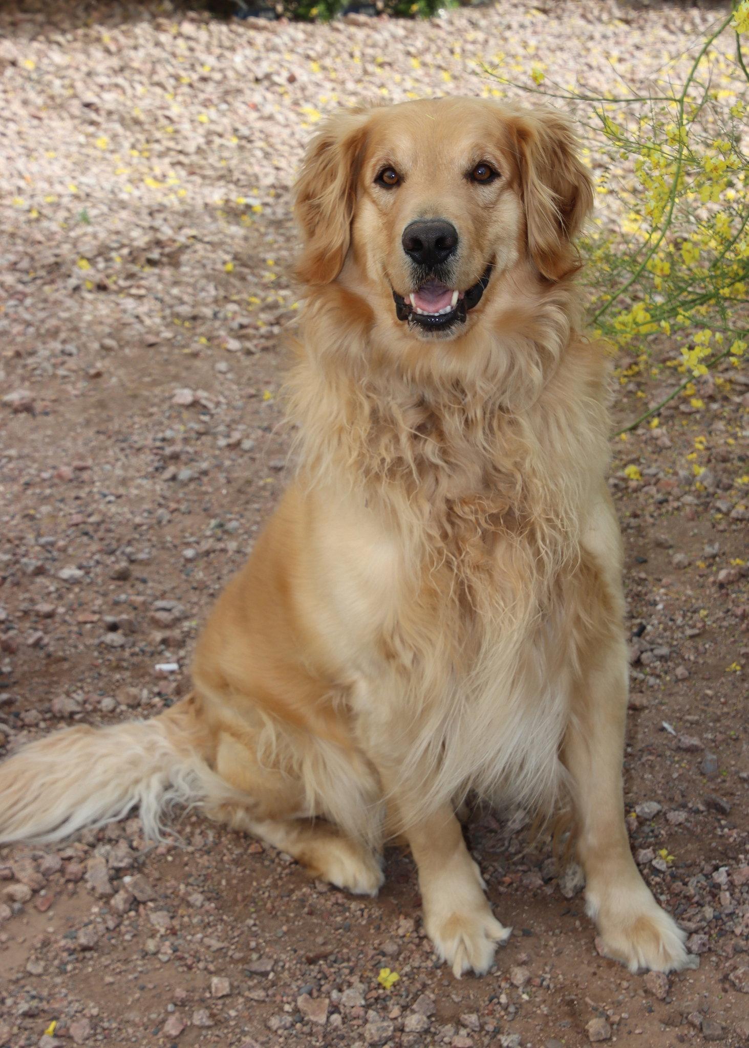 Mimo/Milo, a Adopted Golden Retriever in Glendale, AZ image 3/3