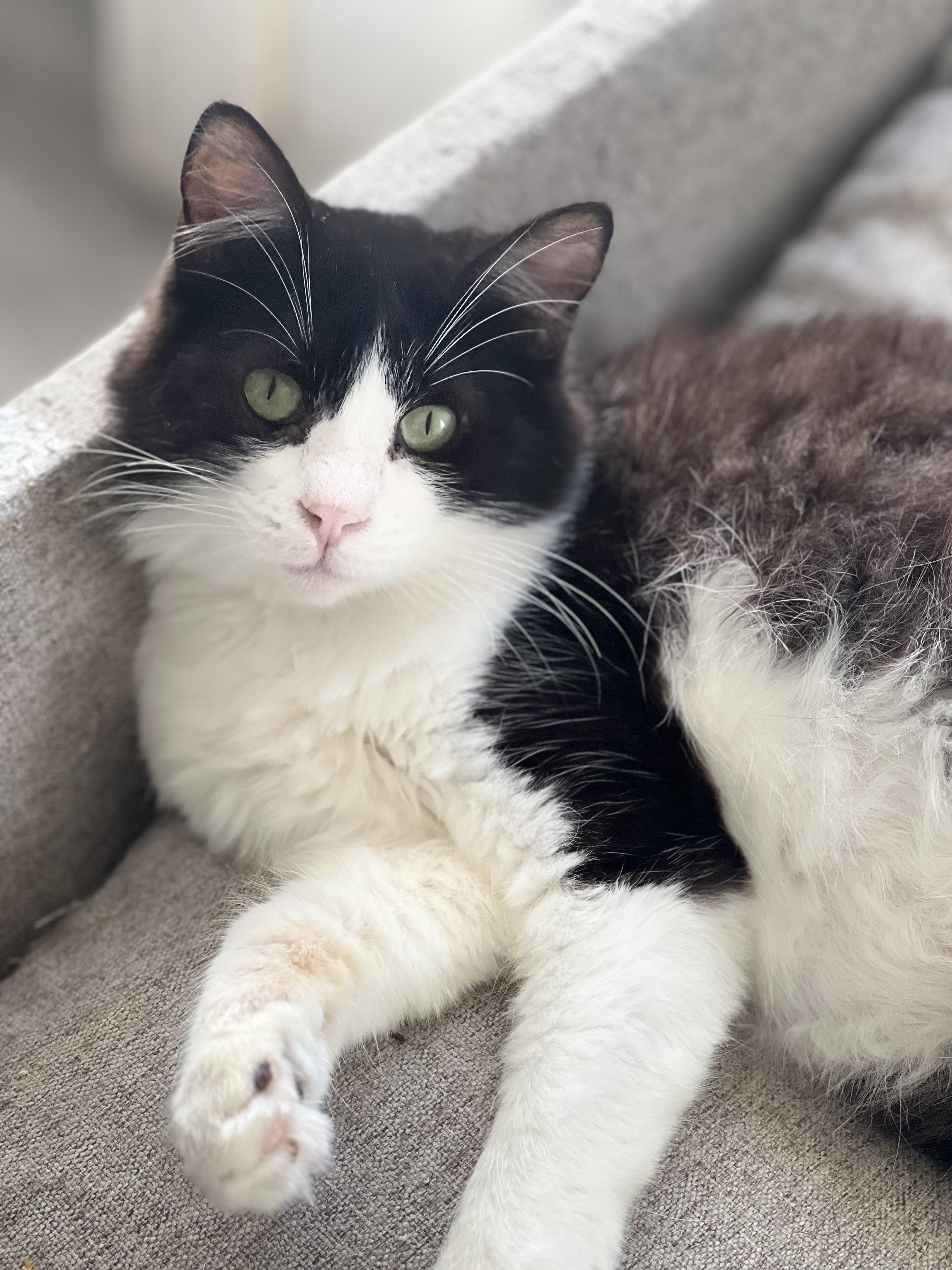 Enlarge Charlie, a Adopted mixed breed in Ripon, CA image 2/3