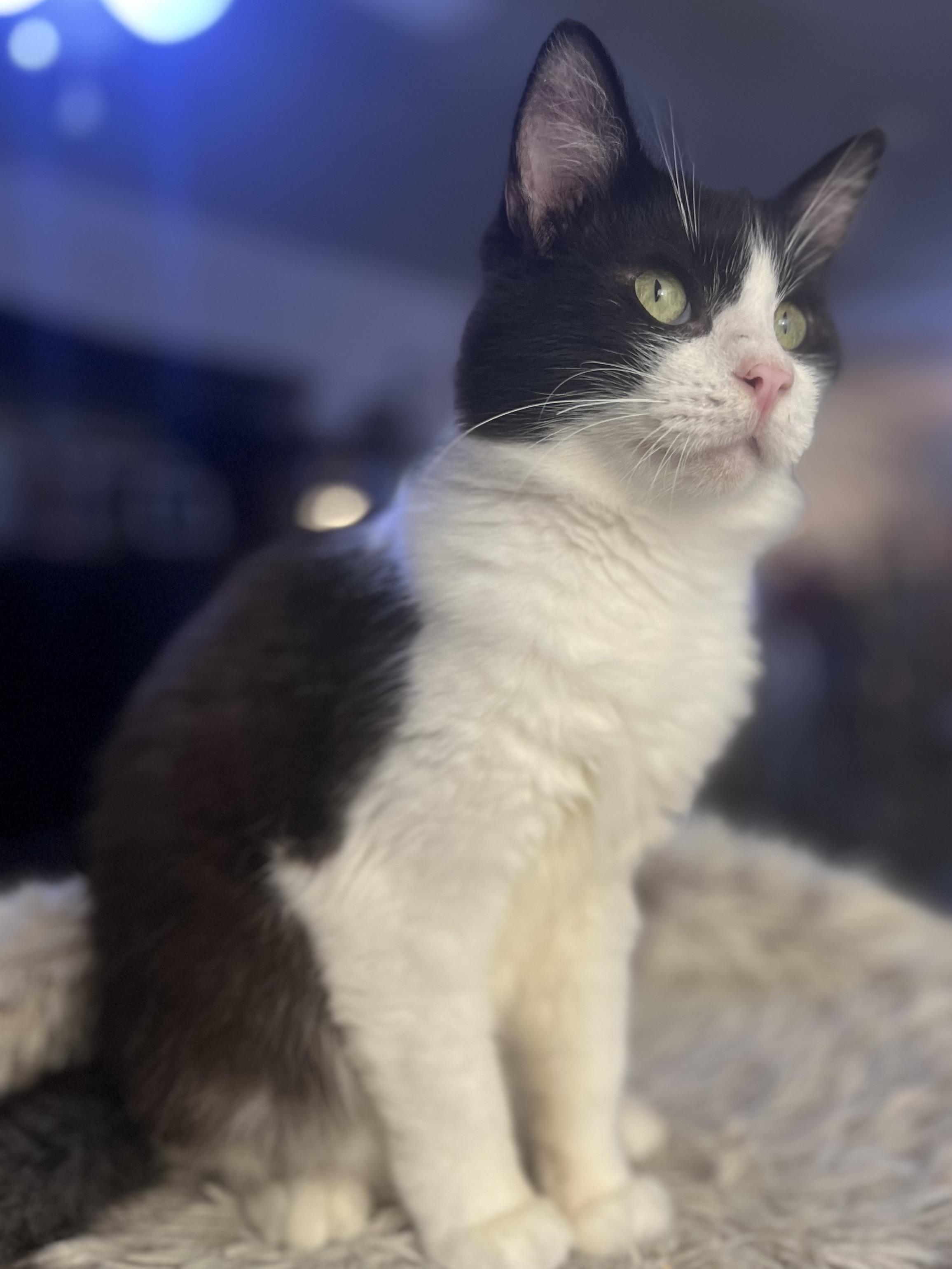 Enlarge Charlie, a Adopted mixed breed in Ripon, CA image 3/3