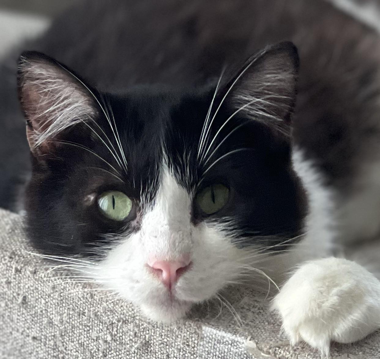 Charlie, Adopted, Young Male Domestic Medium Hair & Tuxedo.