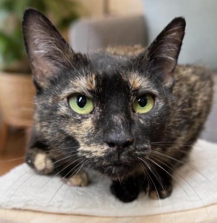 Hazel, an adopted Domestic Short Hair in Greenburgh, NY image 2/5