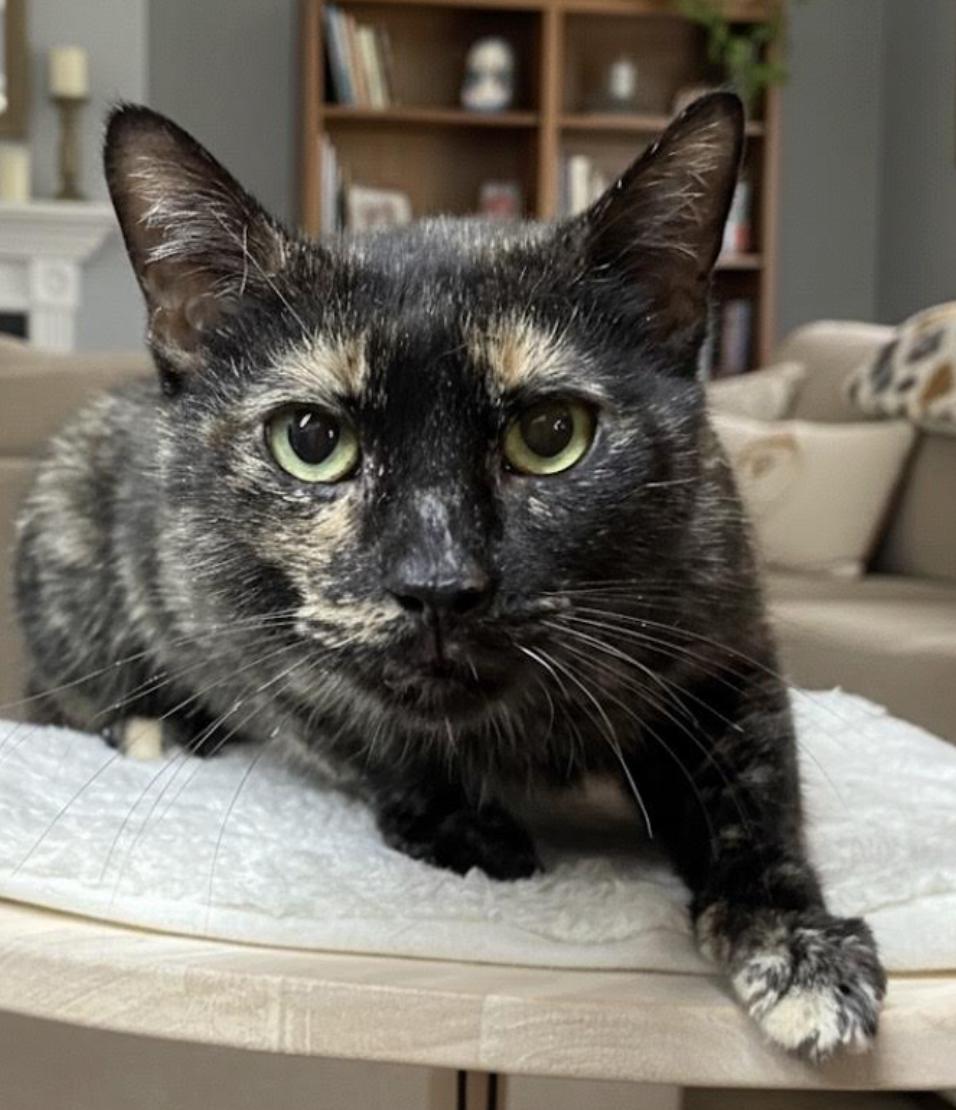 Hazel, an adopted Domestic Short Hair in Greenburgh, NY image 1/5