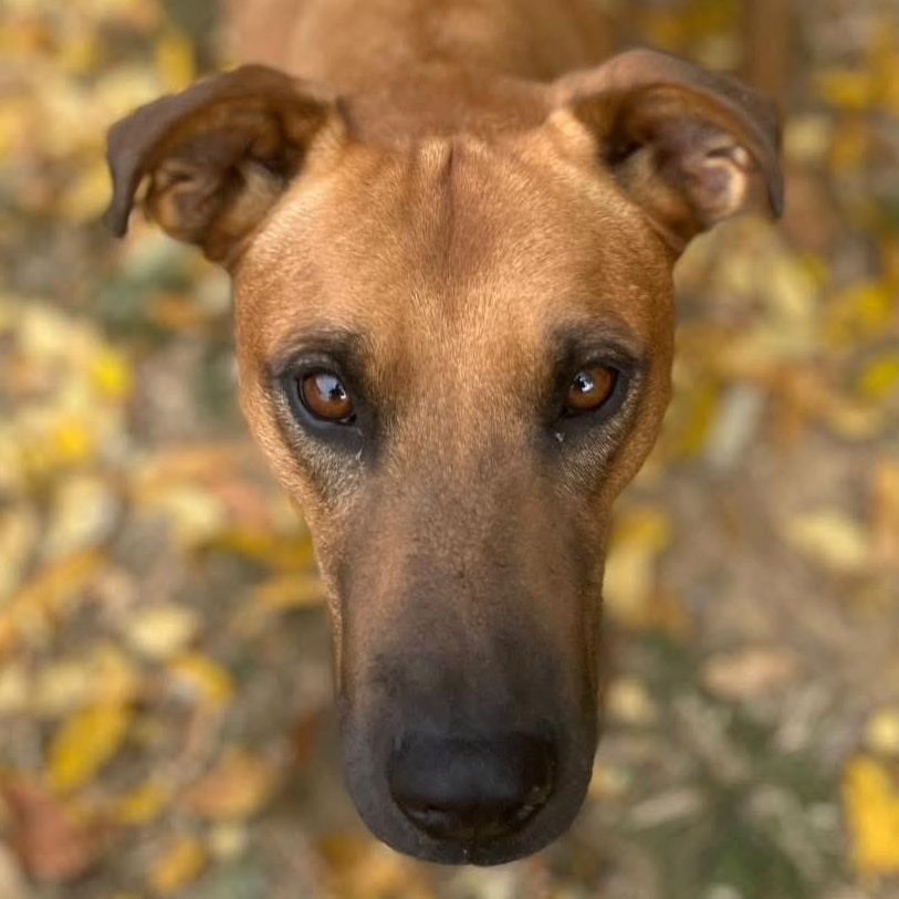 Lana, Adoptable, Adult Female Black Mouth Cur & Rhodesian Ridgeback.