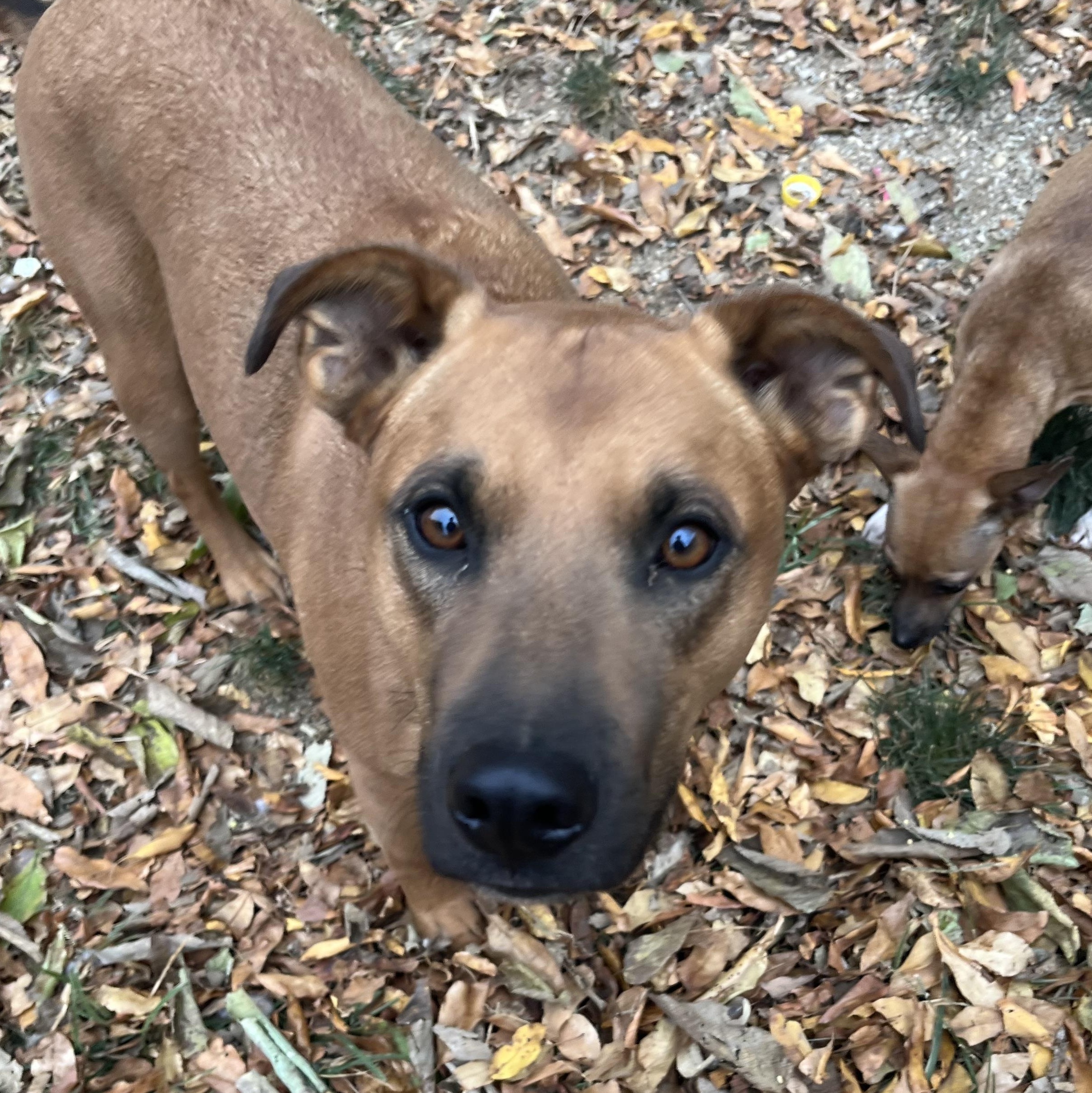 Enlarge Lana, a Adoptable mixed breed in Florence, KY image 2/5