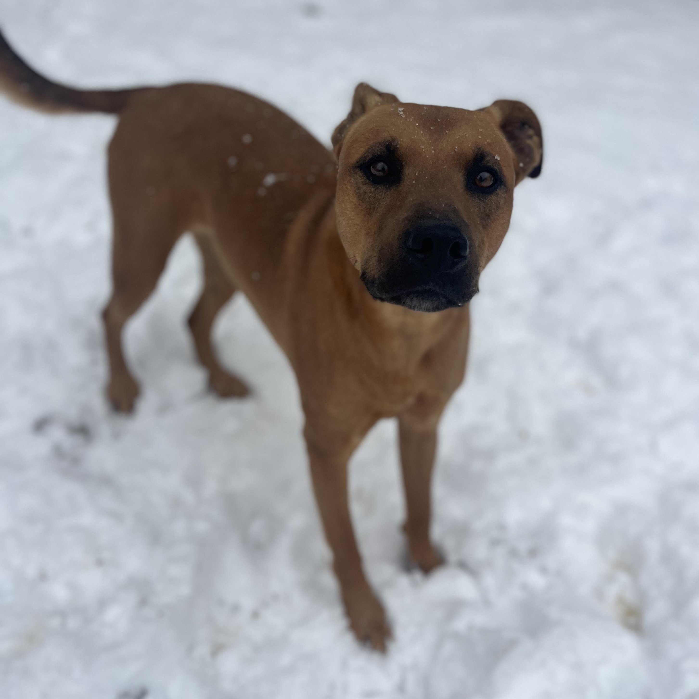 Enlarge Lana, a Adoptable mixed breed in Florence, KY image 3/5