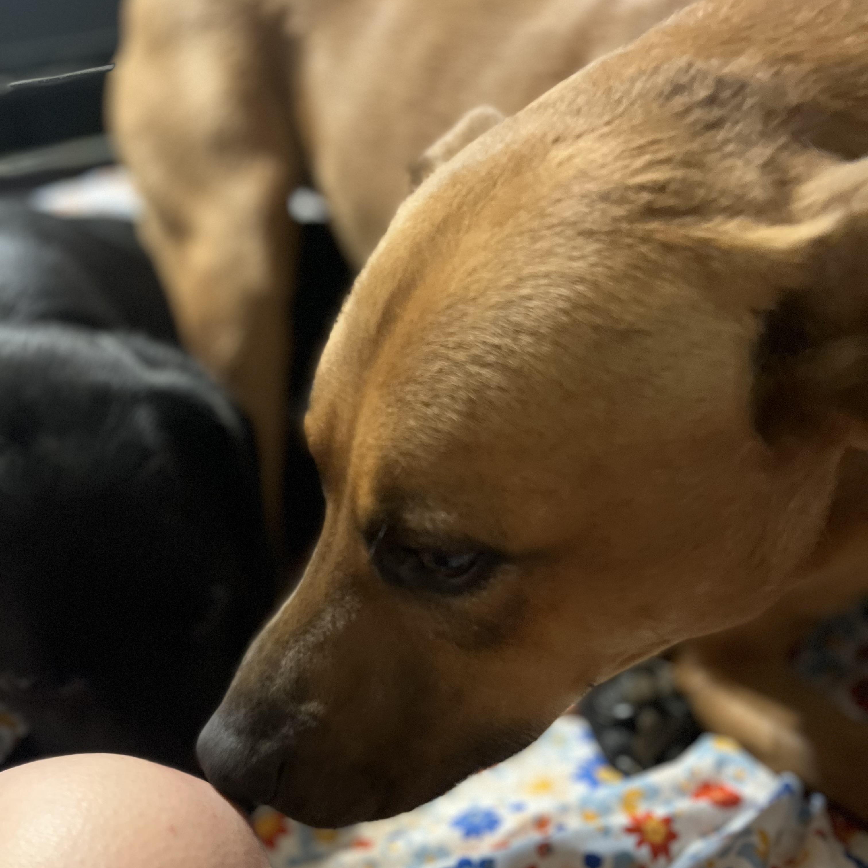 Enlarge Lana, a Adoptable mixed breed in Florence, KY image 4/5