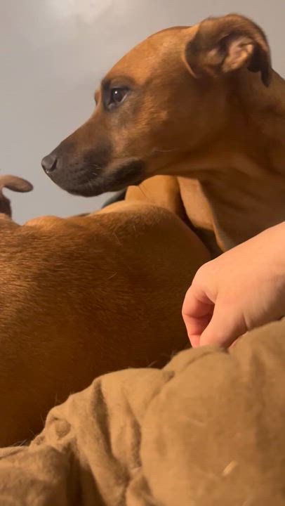 Enlarge Lana, a Adoptable mixed breed in Florence, KY video 5/5