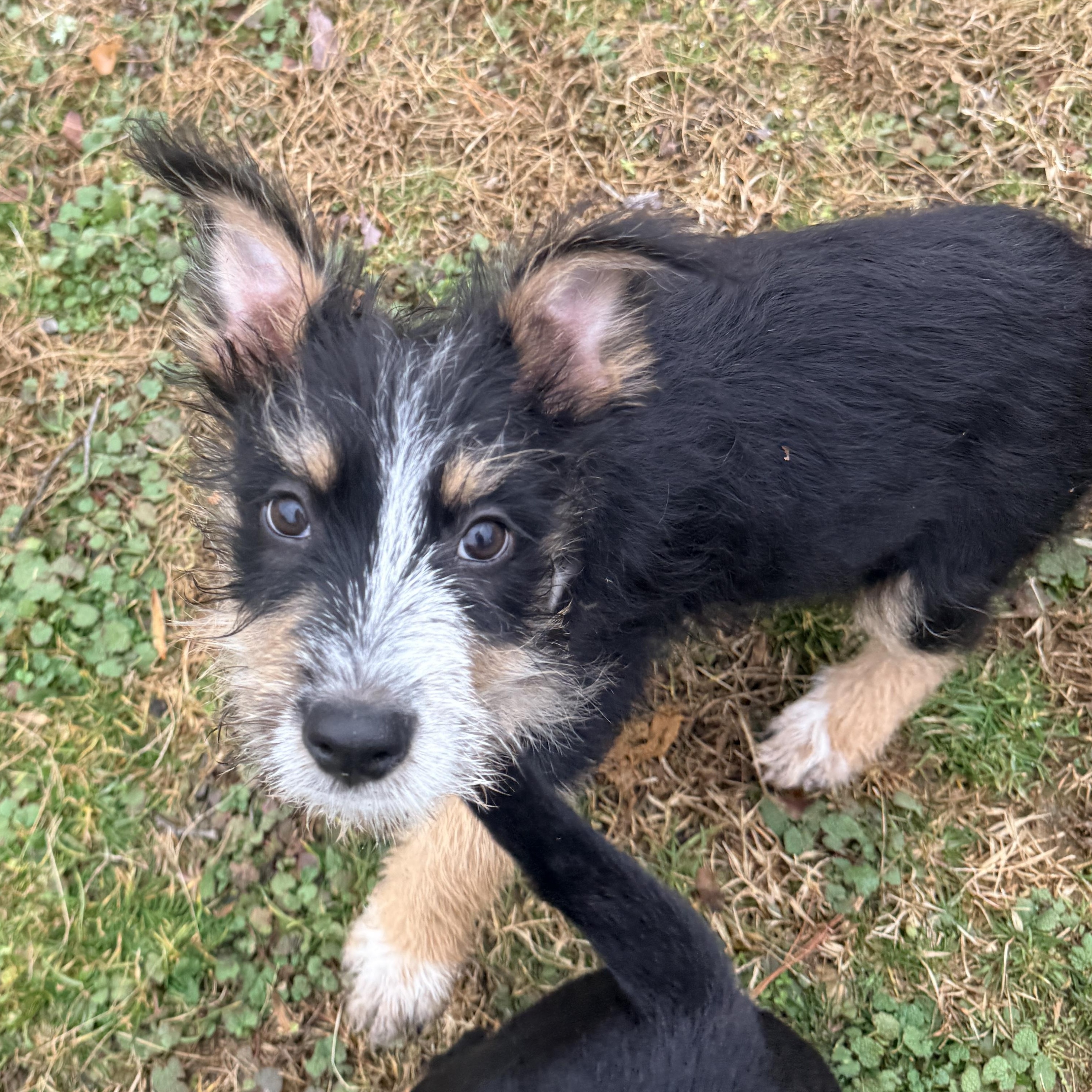 Axe, adopted, Puppy Male West Highland White Terrier / Westie & Miniature Pinscher.