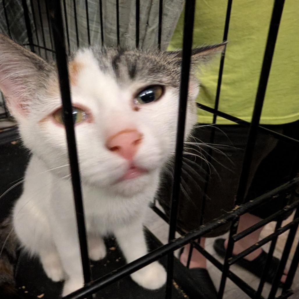 Sidney, Adoptable, Kitten Female Domestic Short Hair.