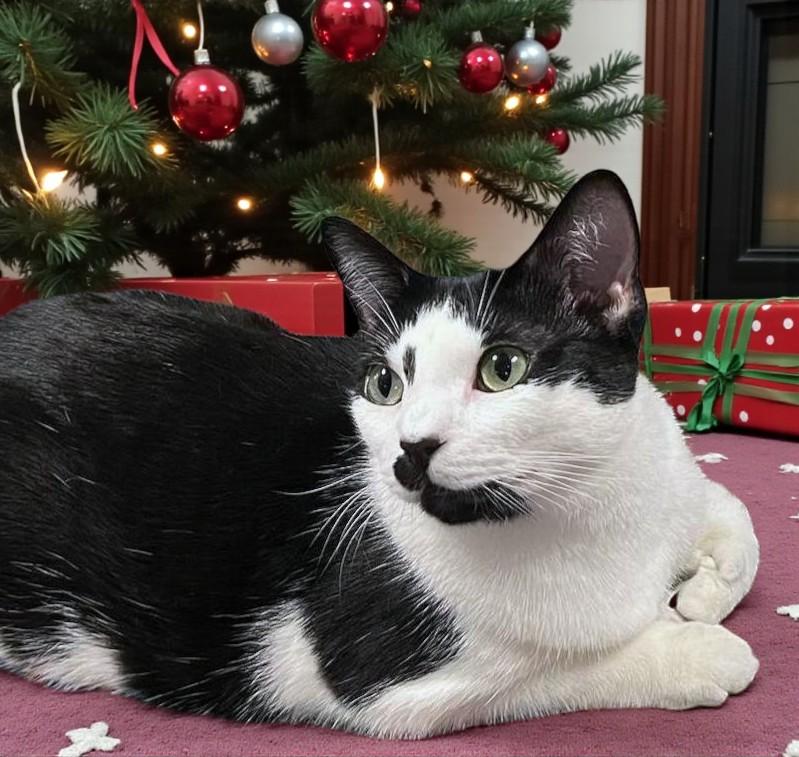 Enlarge Twylite — Bursting with Love, Charm, and Irresistible Personality!, a Adoptable Tuxedo in Hillsboro, TX image 3/5