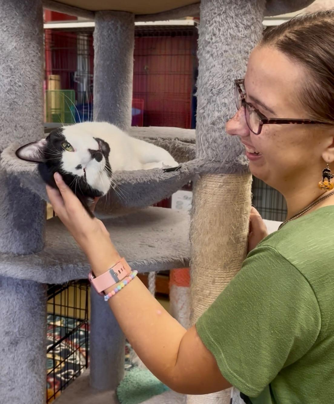 Enlarge Twylite — Bursting with Love, Charm, and Irresistible Personality!, a Adoptable Tuxedo in Hillsboro, TX image 2/5