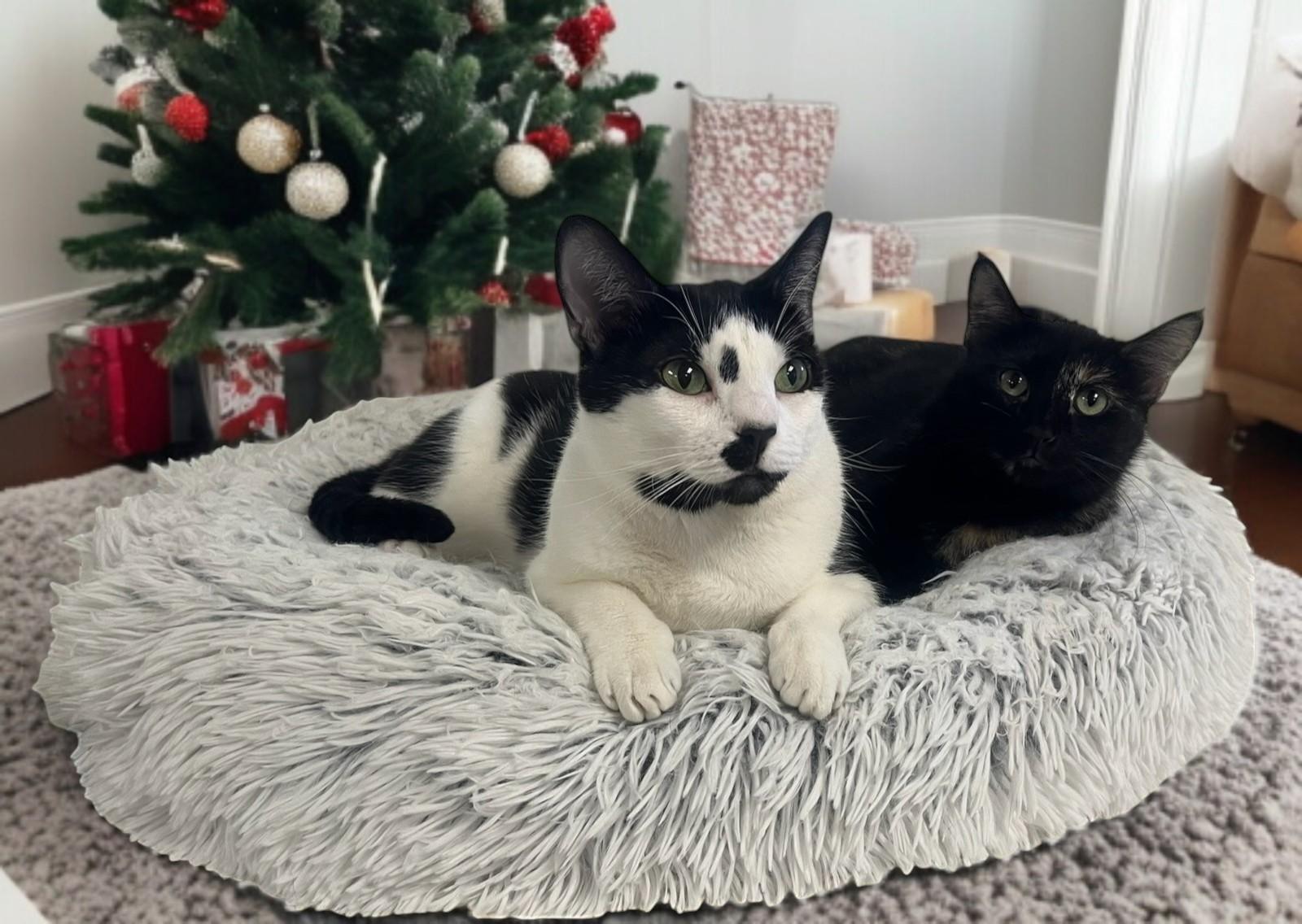 Enlarge Twylite — Bursting with Love, Charm, and Irresistible Personality!, a Adoptable Tuxedo in Hillsboro, TX image 4/5