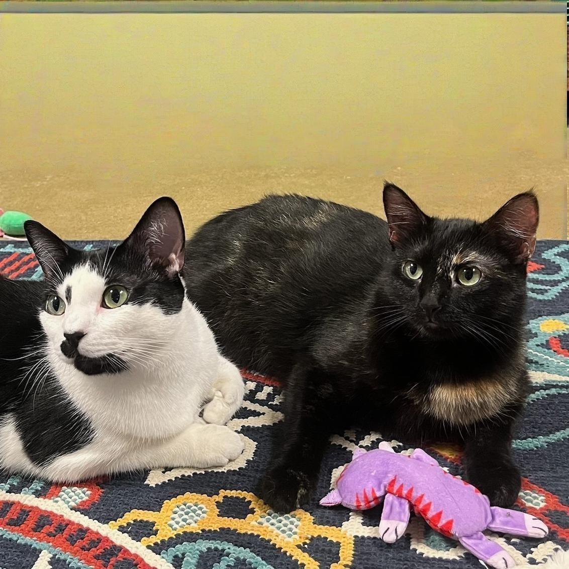 Enlarge Twylite — Bursting with Love, Charm, and Irresistible Personality!, a Adoptable Tuxedo in Hillsboro, TX image 5/5