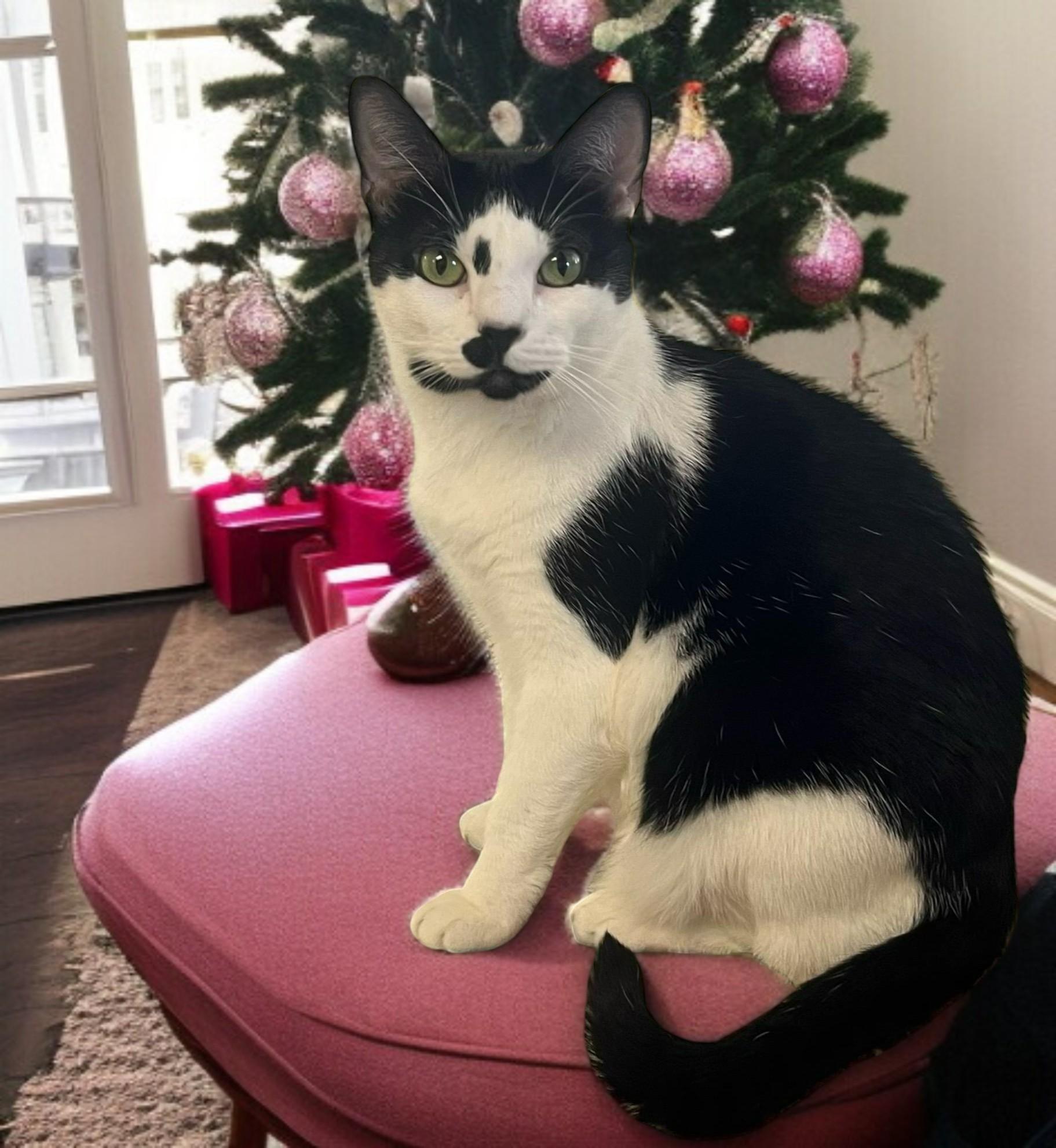 Enlarge Twylite — Bursting with Love, Charm, and Irresistible Personality!, a Adoptable Tuxedo in Hillsboro, TX image 1/5