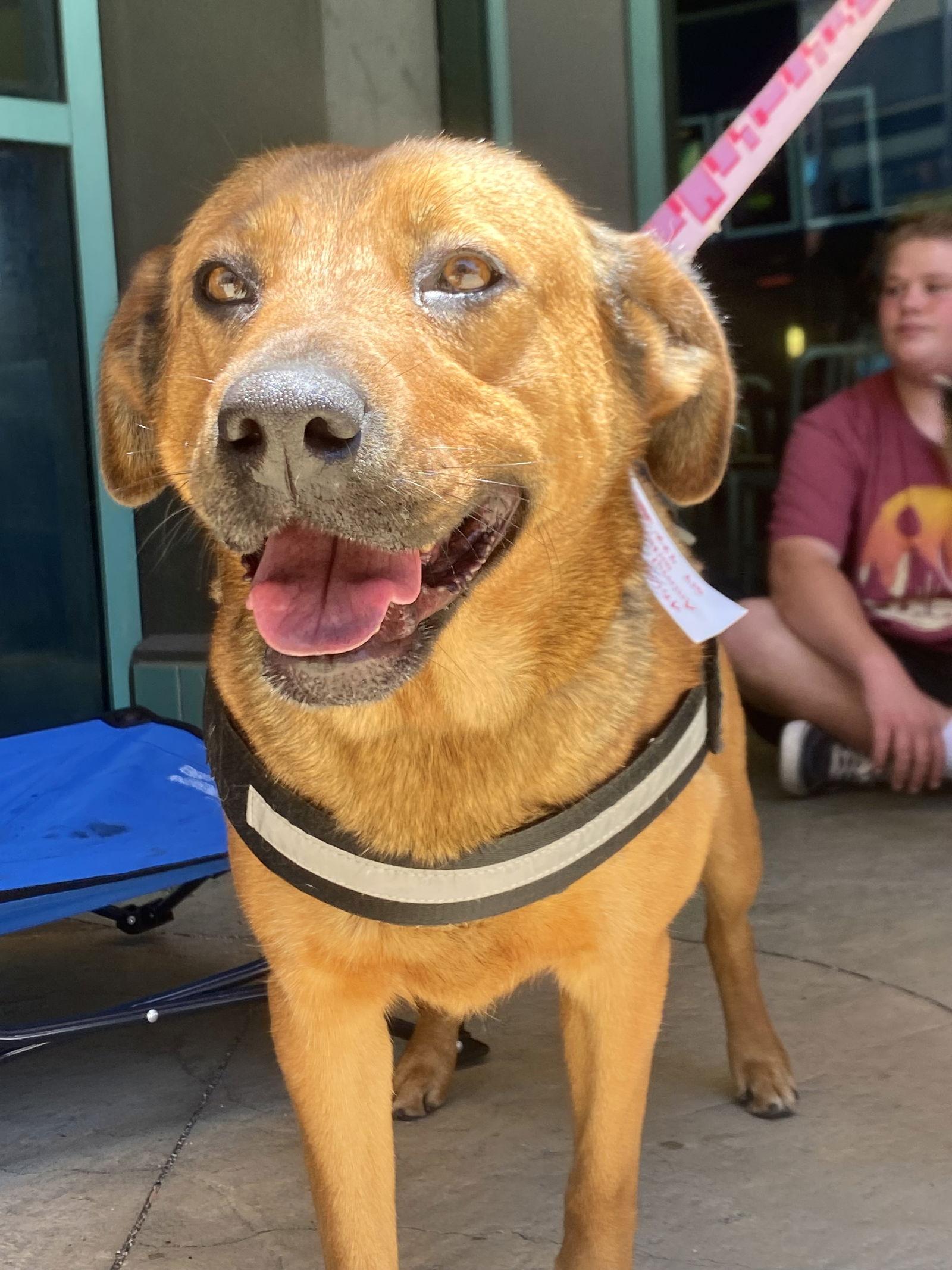 Ambar, a Adoptable mixed breed in San Diego, CA image 1/3