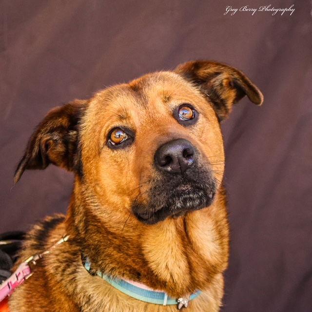 Ambar, a Adoptable mixed breed in San Diego, CA image 2/3