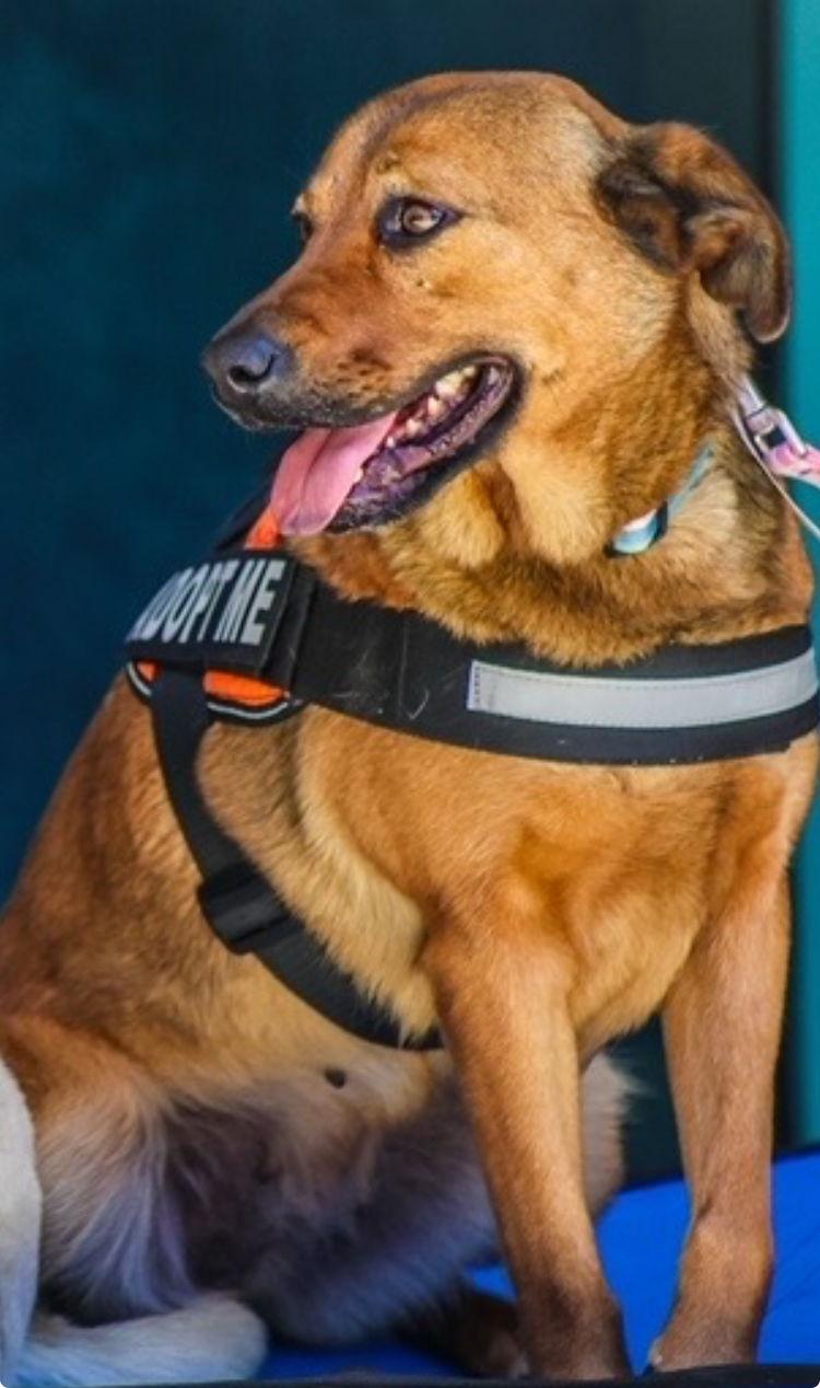 Ambar, a Adoptable mixed breed in San Diego, CA image 3/3