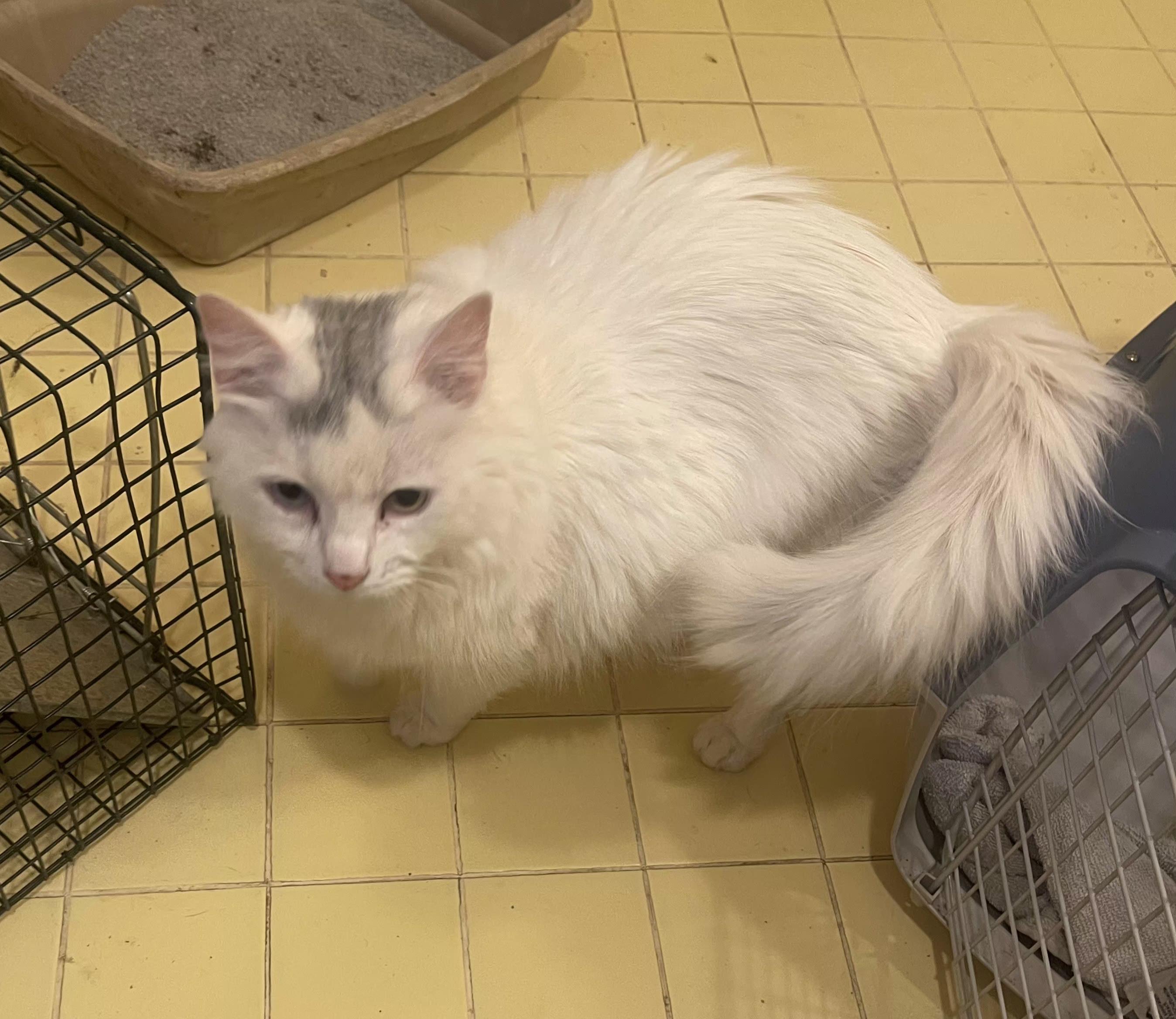 Enlarge PRINCESS , a ADOPTABLE Domestic Long Hair in Chattanooga, TN image 1/1