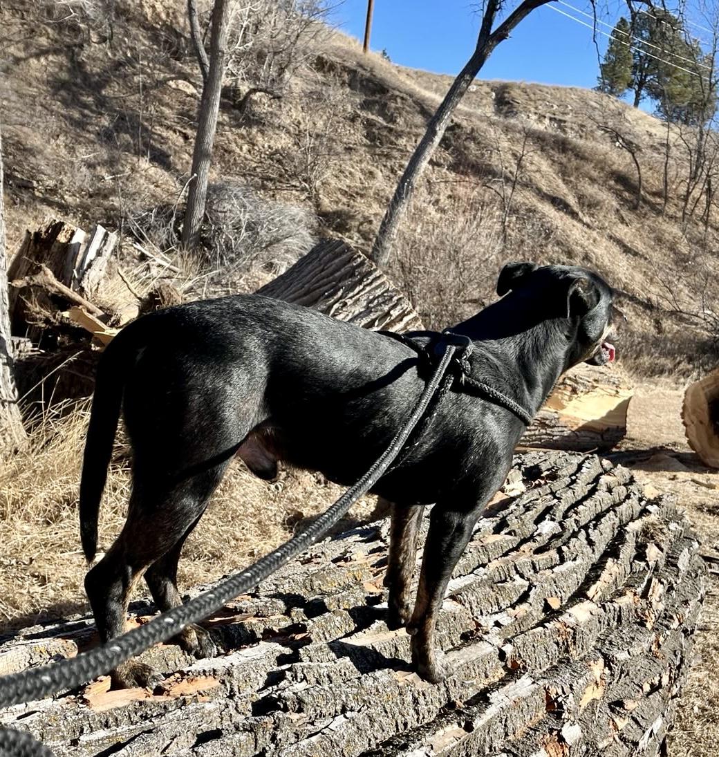 Enlarge Louie, a ADOPTABLE mixed breed in Rapid City, SD image 4/6