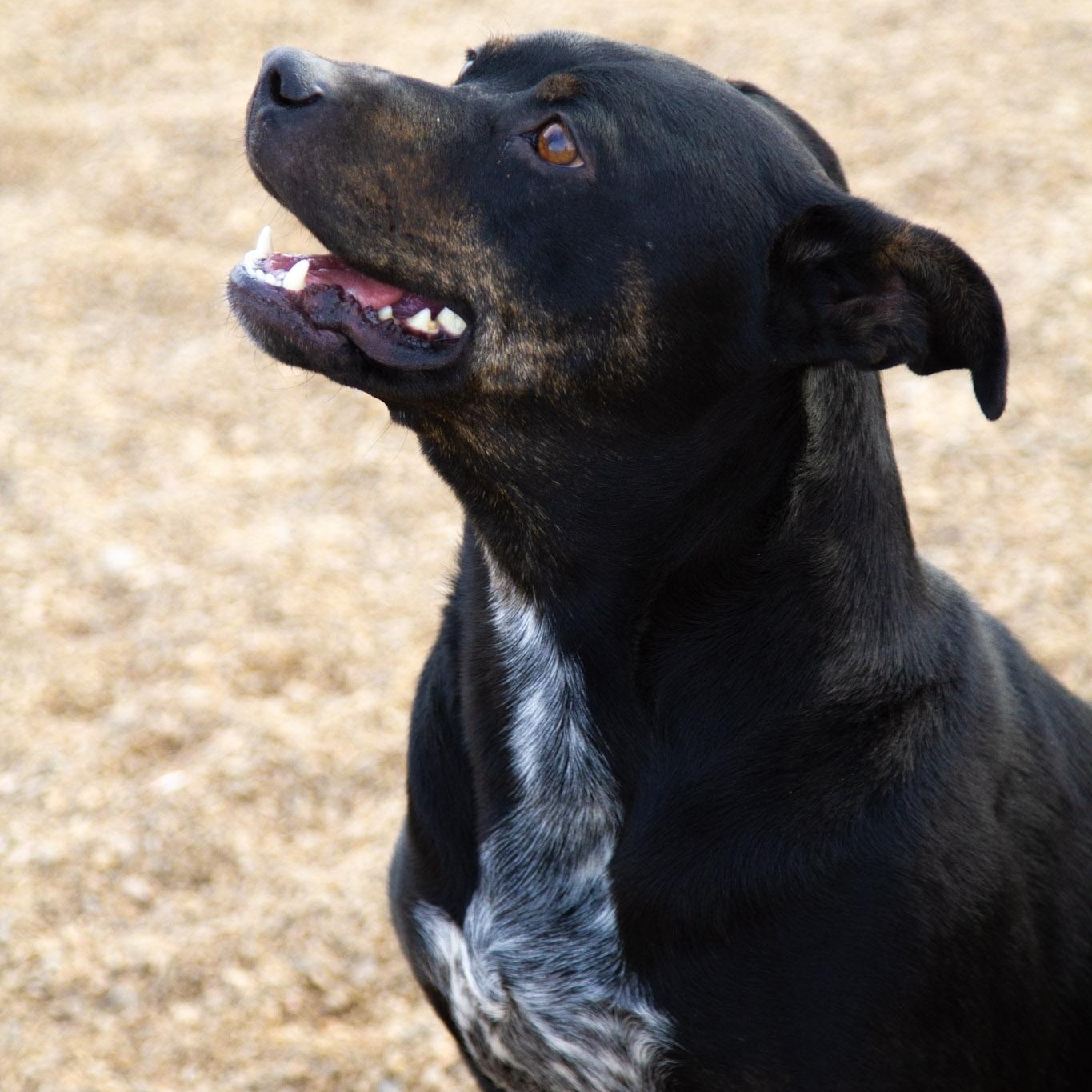Enlarge Louie, a ADOPTABLE mixed breed in Rapid City, SD image 1/4