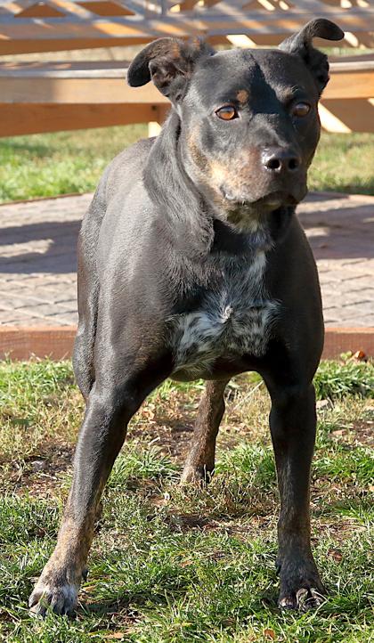 Enlarge Louie, a ADOPTABLE mixed breed in Rapid City, SD image 3/4