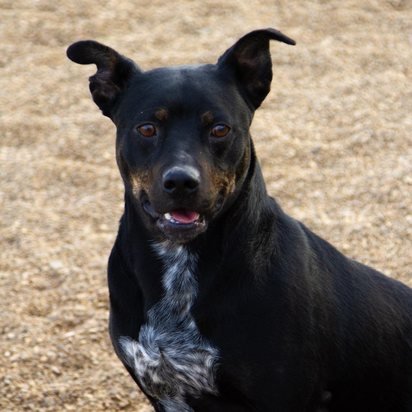 Enlarge Louie, a ADOPTABLE mixed breed in Rapid City, SD image 1/6
