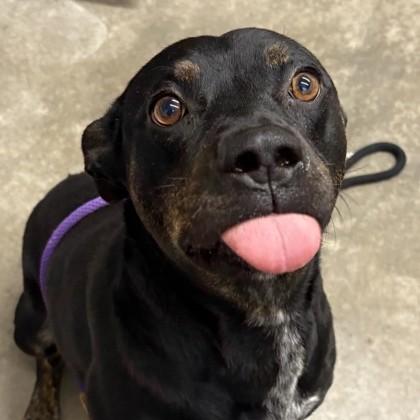 Enlarge Louie, a ADOPTABLE mixed breed in Rapid City, SD image 2/4