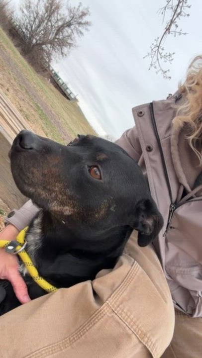 Enlarge Louie, a ADOPTABLE mixed breed in Rapid City, SD video 6/6